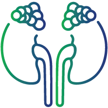 How well the adrenal glands respond to adrenocorticotropic hormone (ACTH)