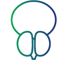 Inflammation of the prostate gland