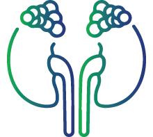 Addison Disease (Adrenal gland)