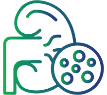 Kidney stones or frequent urinary issues