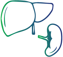 Possible enlarged spleen and liver