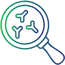 Whether immunizations are able to trigger a strong immune response that can effectively combat the disease they aim to prevent