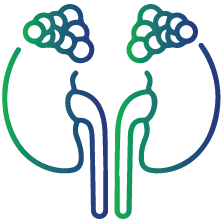 Addison Disease (Adrenal gland)