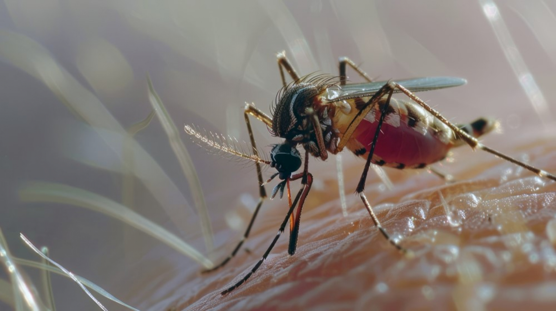 how-to-recognize-urban-malaria-in-india-key-symptoms-and-when-malaria-antigen-or-smear-tests-are-needed