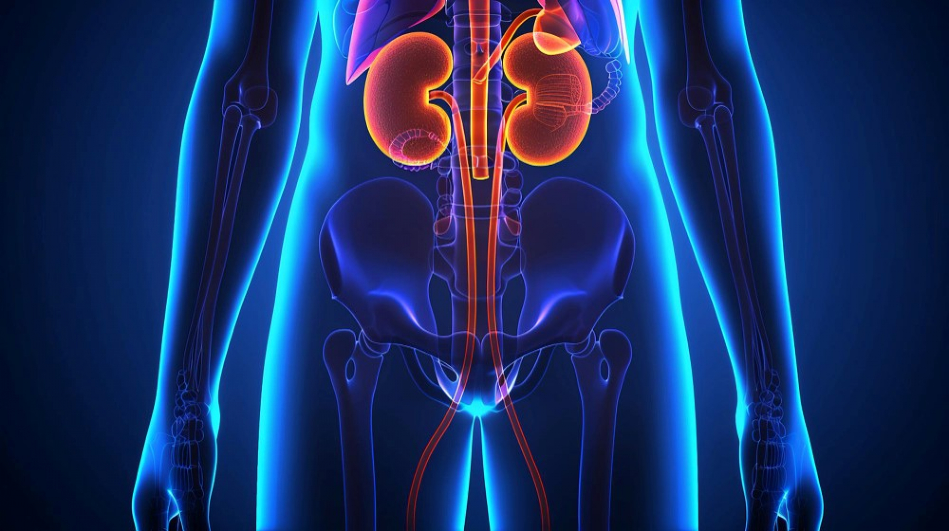 kidney-function-test-when-and-why-you-should-take-it