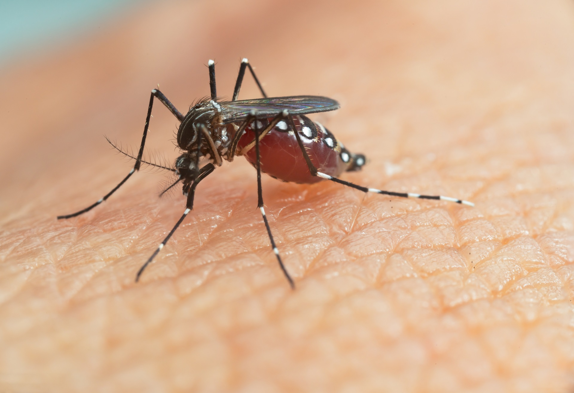 advances-in-malaria-diagnosis-how-rdts-detect-parasites